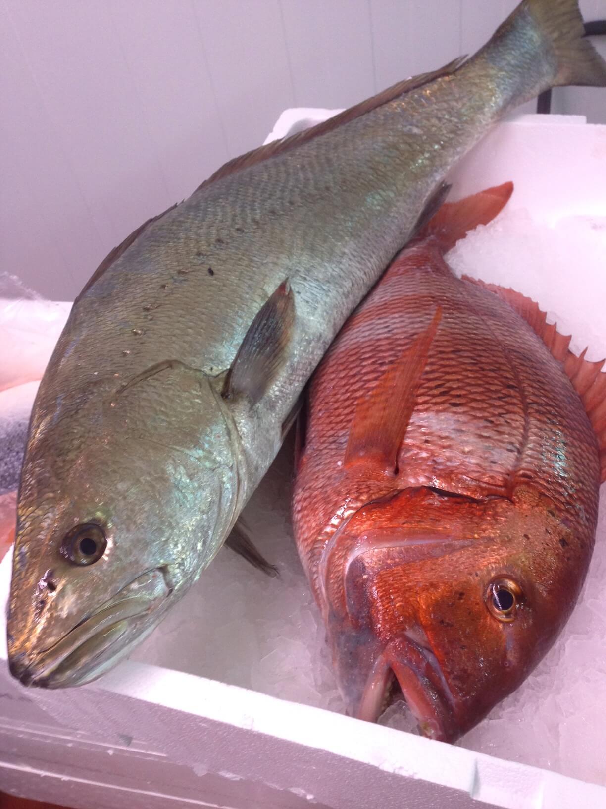 Corvina fresca sobre hielo – señal inequívoca de calidad