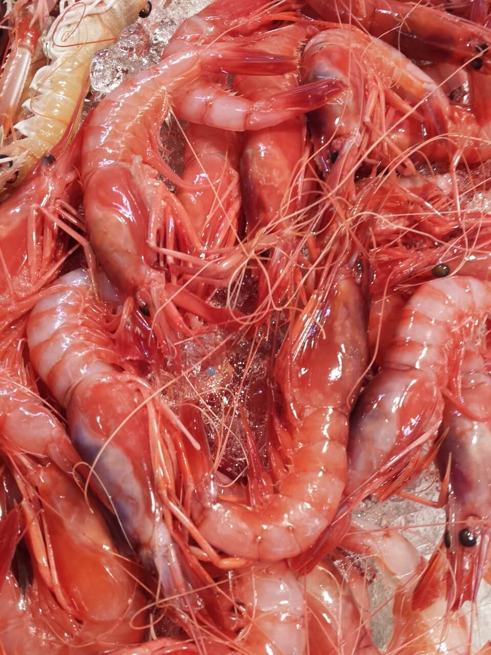Gambas frescas rojas